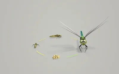 Насекомые. Типы развития насекомых - презентация онлайн