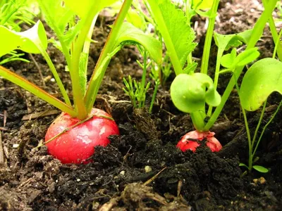 Редис Суперстар 2 г АСТ / ранний / семена редиса для посадки / редиска для  сада дома огорода / овощи для открытого грунта | AliExpress