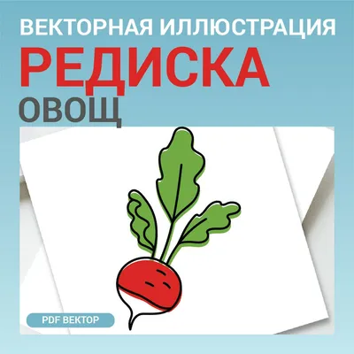Салаты из редиски — лучшие рецепты на tveda.ru - полезные и интересные  статьи в разделе «Это интересно»