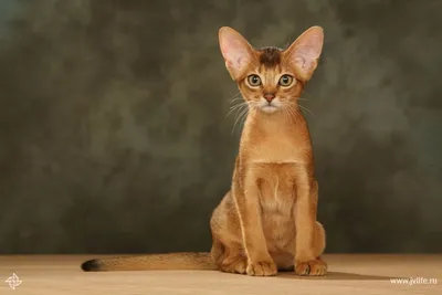 5 самых дорогих пород кошек в мире. Некоторые стоят как квартира | РБК Life