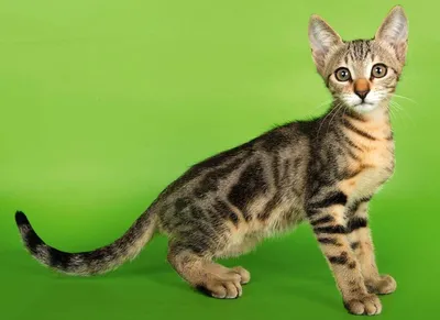 Изучаем самые редкие породы кошек в мире — внешний вид, привычки и характер  | Высоцкая Life