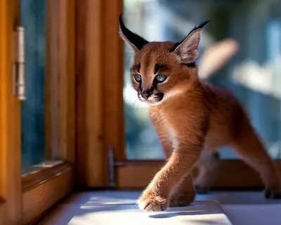 Самая редкая порода кошек в мире - 59 фото | Редкие породы, Милые котики,  Котята