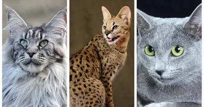 Самые редкие породы кошек | Plachu.net | Дзен