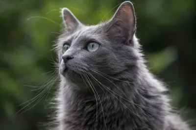 Определены самые редкие породы кошек у москвичей - Мослента