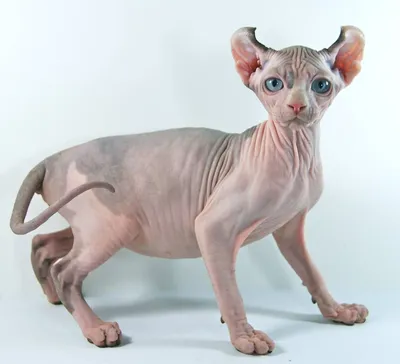 Редкие породы кошек: Фиолетово-…» — создано в Шедевруме
