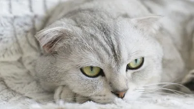10 пород кошек» — создано в Шедевруме