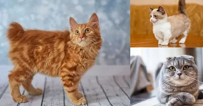 Редкие породы кошек: Бурманские кошки…» — создано в Шедевруме