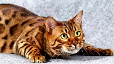Редкие окрасы кошек с фото и названием пород представлены на Petstory