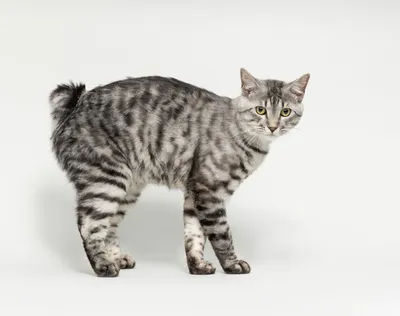 Малоизвестные и редкие породы кошек | Пикабу