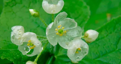 5 редких растений, которые сделают вашу клумбу неповторимой | В цветнике  (Огород.ru)