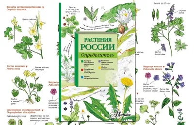 Цветущие поля России: где и когда увидеть редкие цветы | Советы | Чемодан —  путешествия по России