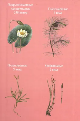Отзывы о книге «Растения из Красной книги России», рецензии на книгу Сергея  Афонькина, рейтинг в библиотеке Литрес