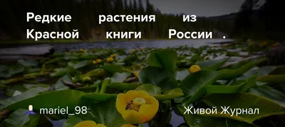 Вступил в силу новый перечень объектов растительного мира, занесенных в  Красную книгу Российской Федерации / Министерство природных ресурсов,  лесного хозяйства и экологии Новгородской области