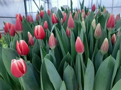 Композиции на 8 марта: весенние цветы и лесные растения в сказочных  композициях на Восьмое марта. Флористические композиции с доставкой по  Москве.