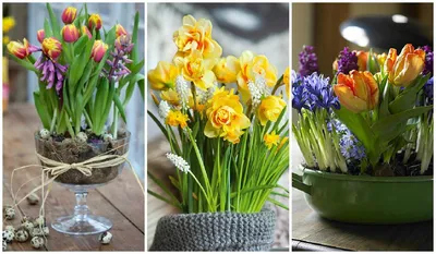 Комнатные цветы на 8 Марта: самые весенние и самые редкие