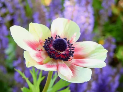 Букеты с экзотическими цветами: 7 необычных и редких цветов-экзотов | Блог  Цветы Короля Артура