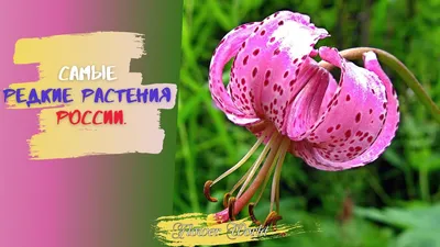 Самые редкие, необычные и удивительные цветы – his.ua