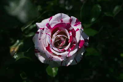 Цветы нидтдпдага, необычные цветы Объ…» — создано в Шедевруме