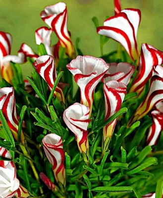 Самые редкие цветы в мире, 10 фото и названия