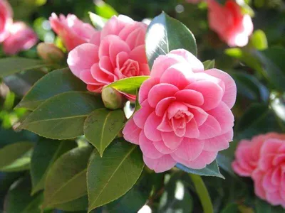 Самые необычные цветы в мире - ЯПлакалъ