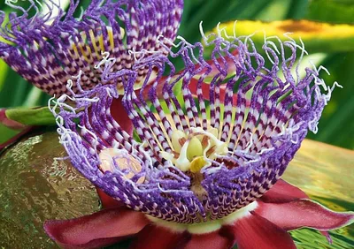 Зонтик Будды и цветок 12 богов: новые редкие растения появились в Ботсаду  ТГУ