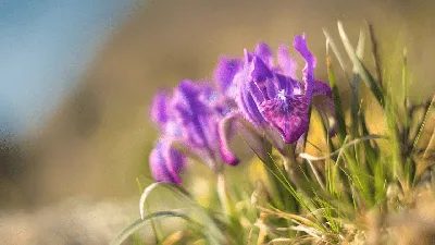 Редкие красивые цветы (54 фото)