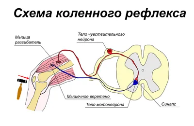 Коленный рефлекс — Википедия