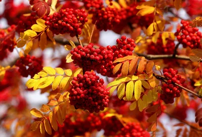 Дерево рябина осенью (57 фото) - 57 фото