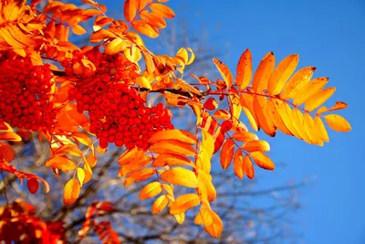 картинки : дерево, филиал, лист, цветок, производить, Осень, время года,  клен, Лиственный, Рябина, цветущее растение, Древесное растение, Наземный  завод 3024x4032 - - 25294 - красивые картинки - PxHere