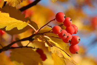 Красная рябина осенью стоковое изображение. изображение насчитывающей гора  - 97617937