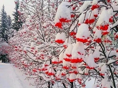Рябина в снегу | Winter scenery, I love winter, Winter scenes