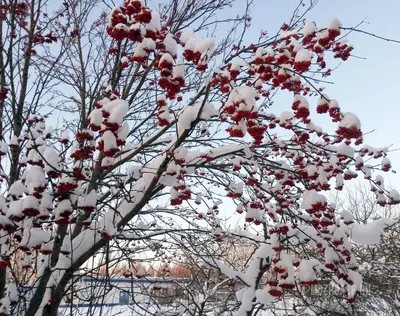 Рябина в снегу | Владимир Прокофьев | Photorobus | Бесплатный фотосток