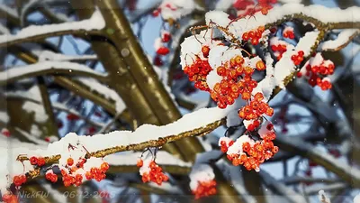Рябина В Снегу Естественный Зимний Фон Голубое Небо — стоковые фотографии и  другие картинки Без людей - iStock