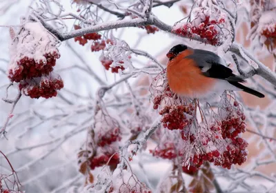 Рябина красная в снегу (56 фото) - 56 фото