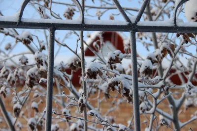Фотография Рябина в снегу №154718 - «Зимняя сказка» (16.02.2024 - 17:05)