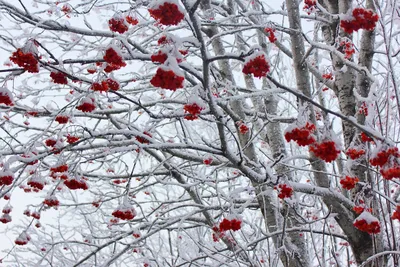 Рябина под снегом :: Нина северянка – Социальная сеть ФотоКто