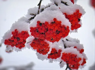 черноплодная рябина в снегу и льду Stock Photo | Adobe Stock