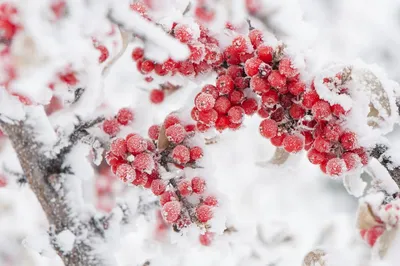 Рябина В Снегу Sorbus Aucuparia Обычно Называемый Красной Рябиной Покрытой  Снегом Зимой Изображение Рябинового Снега — стоковые фотографии и другие  картинки Без людей - iStock