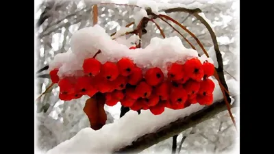 Рябина в снегу — Фото №128607