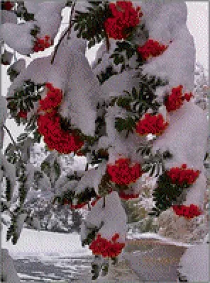 Красивые обои на телефон с рябиной в снегу | Рябина в снегу Фото №1368417  скачать