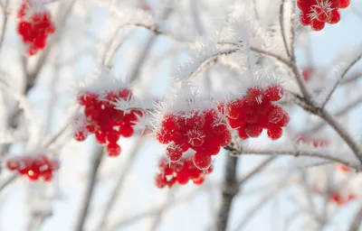 Красная рябина в снегу стоковое фото. изображение насчитывающей ягода -  173088428
