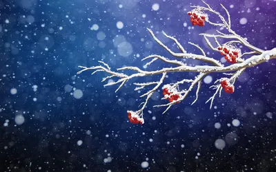 Рябина в снегу рисунок - 76 фото