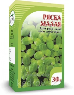 Ряска малая ( Lemna minor ) 6 | Фотография