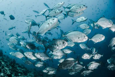 5 фактів, які змінять ваше уявлення про риб - Відкриті клітки