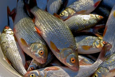 В Україні зросла переробка риби, – Держрибагентство — АГРОПОЛІТ