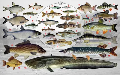File:Прісноводні риби Запорізької області.jpg - Wikimedia Commons