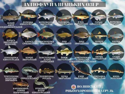 🐟 Масовий мор риби... - Міністерство охорони здоров'я України | Facebook