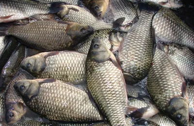 Яка риба водиться в Шацьких озерах