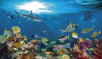 Фотошпалери Риби в океані на стіну. Купити фотошпалери Риби в океані в  інтернет-магазині WallArt