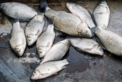 Україна розширила ринок збуту риби та морепродуктів на Азію — АГРОПОЛІТ